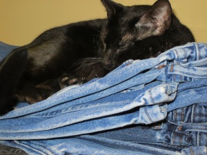 New favorite hiding place - on her "Dad's" jeans.